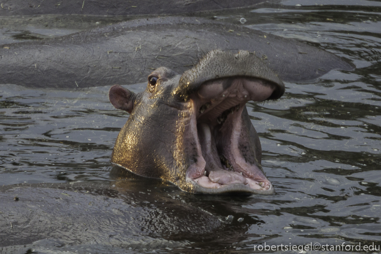 hippo